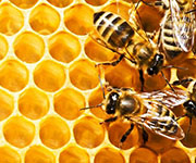 Beeswax Product