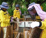 Beekeeping Materials