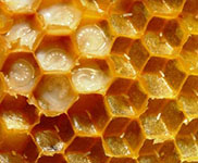 Pure Honey (1000g)